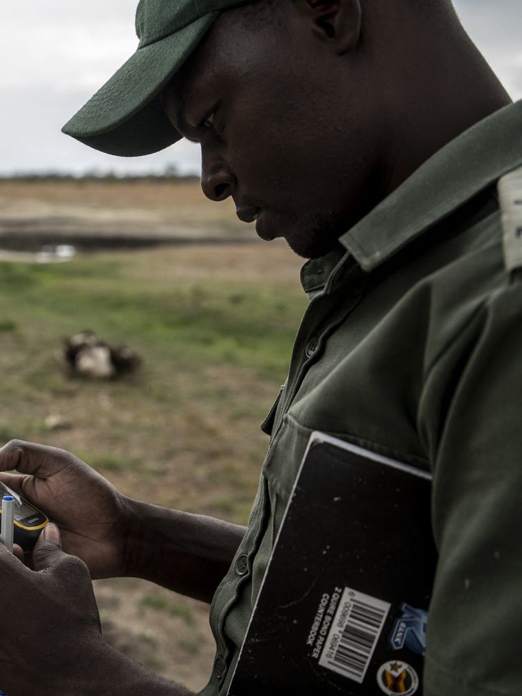 A game ranger logging in GPS coordinates to mark the location where a baby elephant died of drought in Hwange National Park in Hwange, northern Zimbabwe on December 16, 2023. 