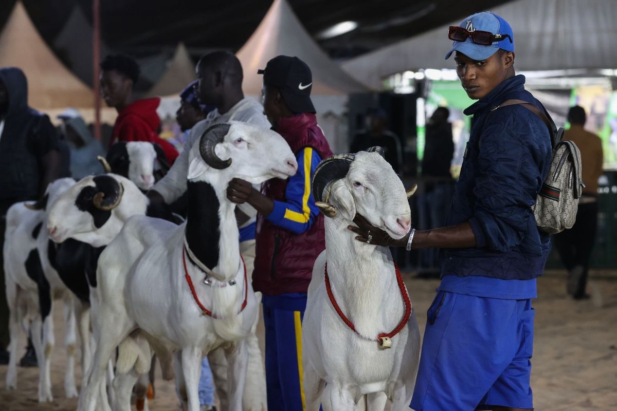 A group of men stand in a line with elaborately groomed Ladoums at a livestock show. The rams wear decorative red ropes around their necks.