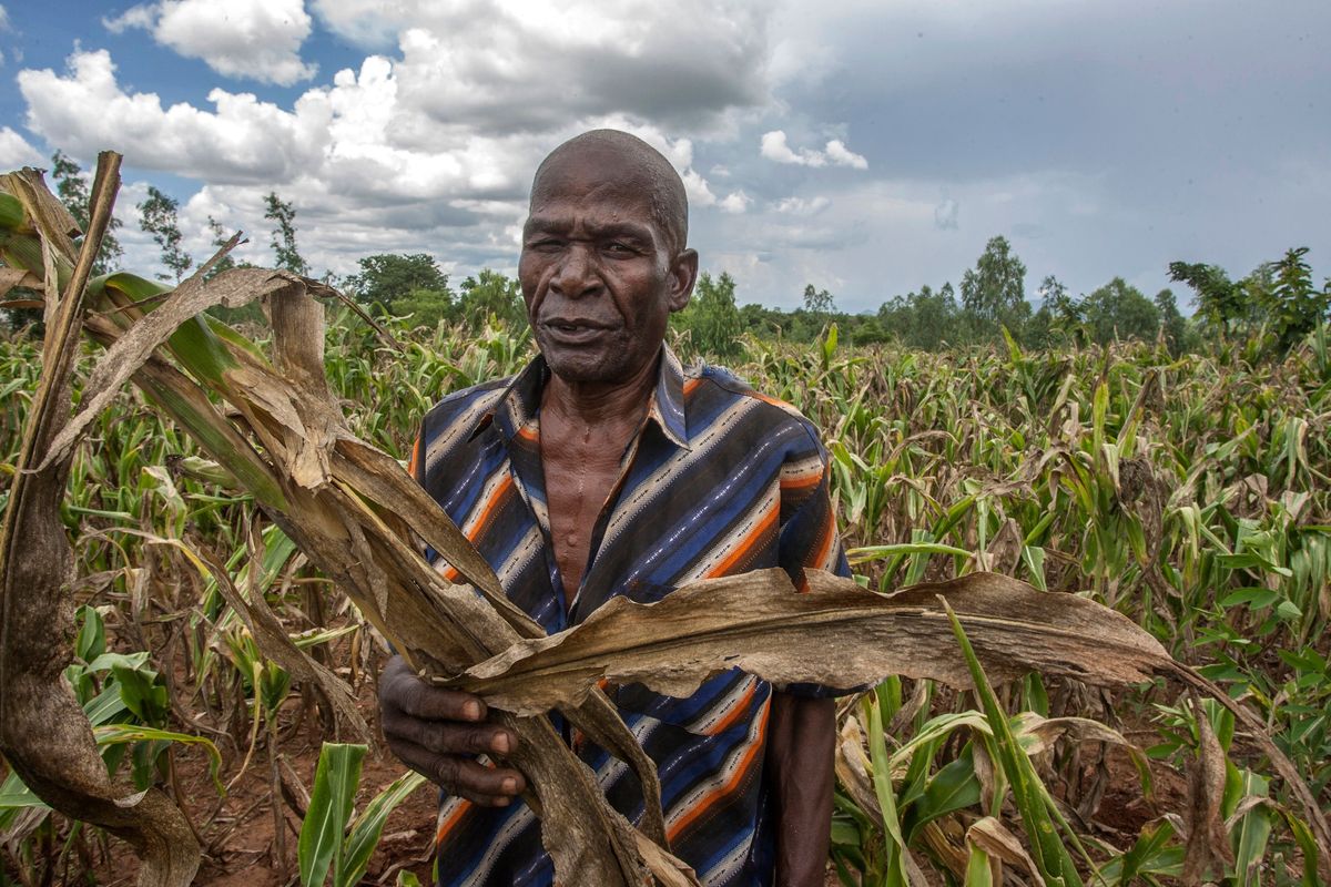 A man walking throught his maize field destroyed by dry spells in Southern Malawi.