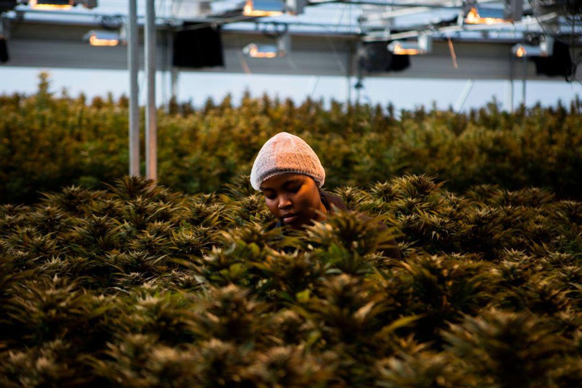 A woman working on a cannabis plantation