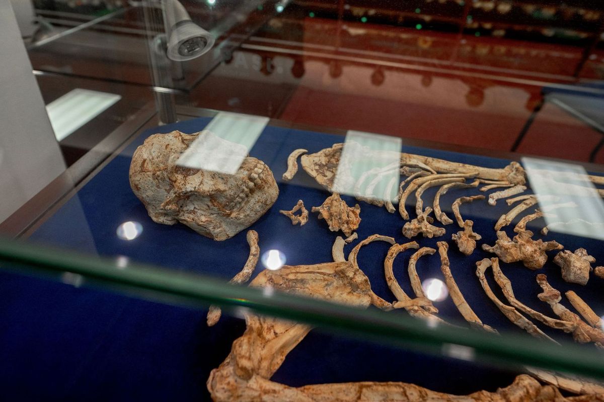 An old skeleton fossil rests inside a glass shrine