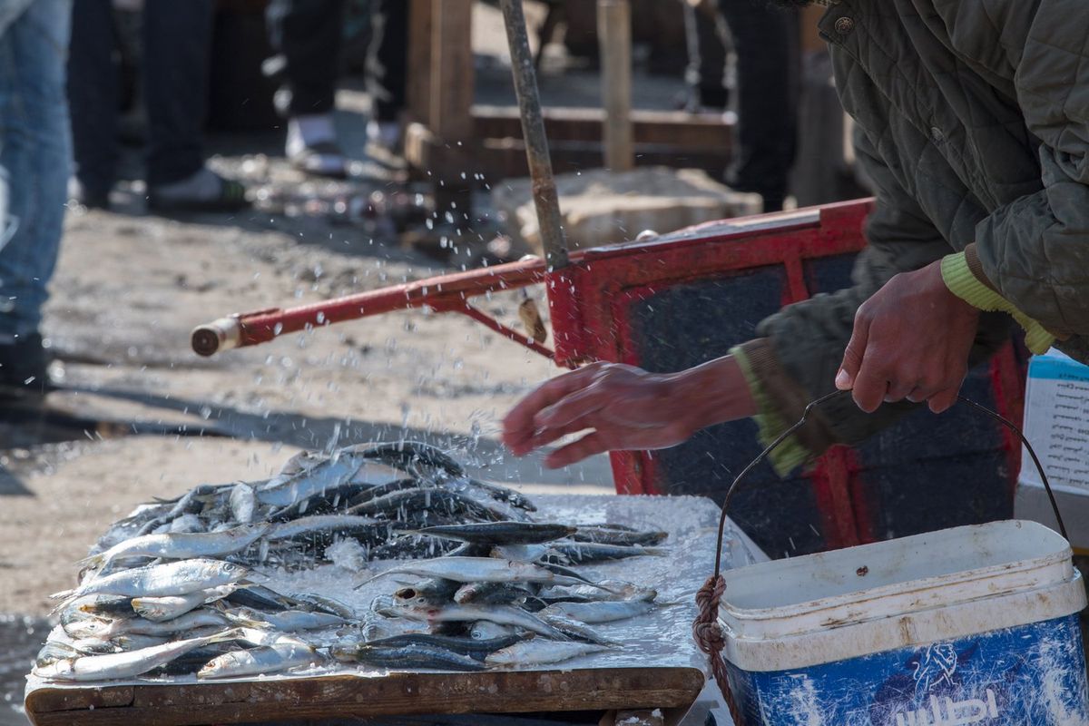 Fresh seafood for sale on Moroccan fishing harbour.