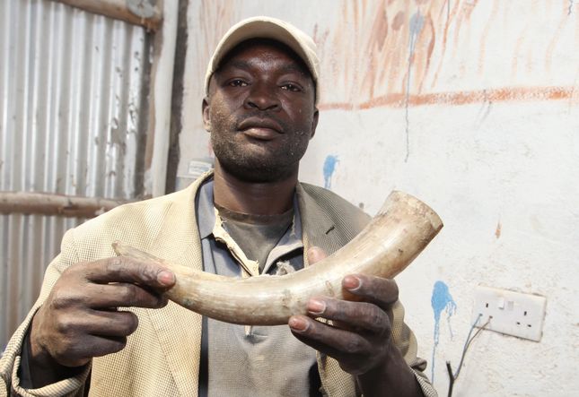 holding elephant tusk