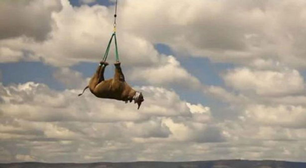 Video: Rhinos Take Flight