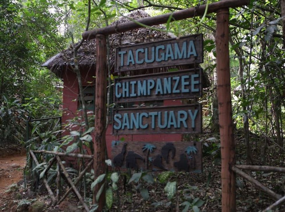 Ebola On The Ground, Part 2: The Tacugama Chimpanzee Sanctuary