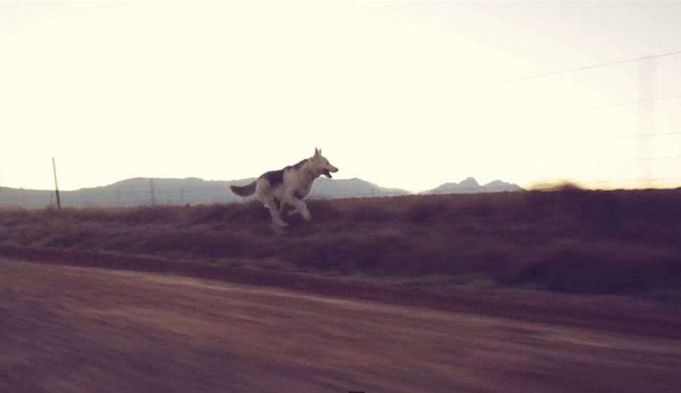 Christian Tiger School's 'Chorisolo' Video Pairs Dogs & Open Landscapes