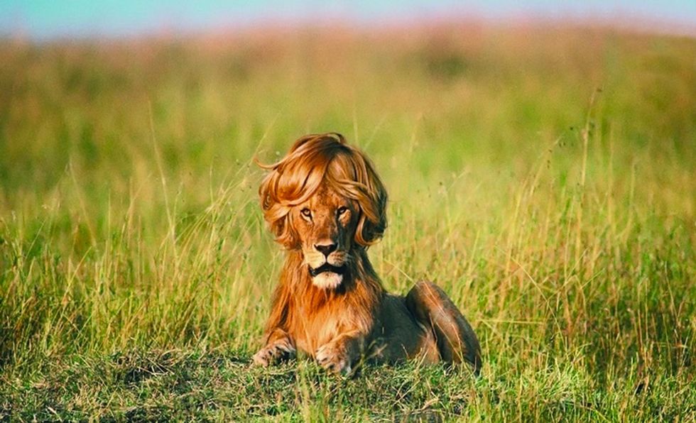 Kenyans On Twitter React To Lions On The Loose In Nairobi