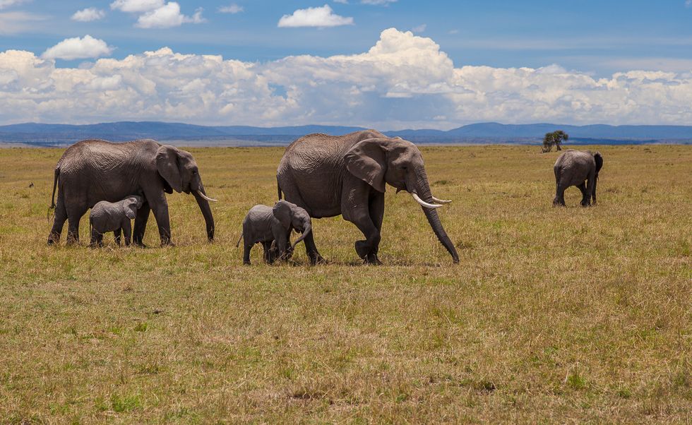 While Kenyan Ivory Is Torched, Lions Return Home To South Africa