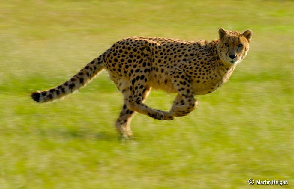 These Somali-Kenyan Herders Ran After and Captured Two Cheetahs