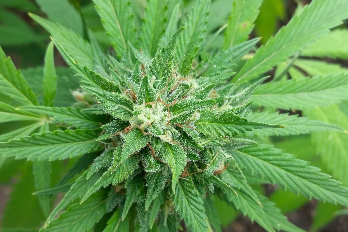 Zimbabwe Becomes Second African Country to Legalize Marijuana Cultivation