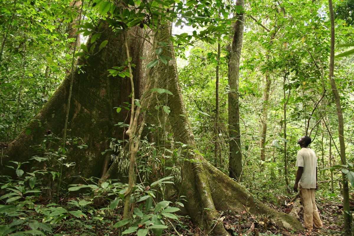 Gabon is the First African Nation to Be Rewarded for Conservation Practices
