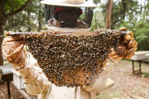 A beekeeper in full protective gear holds up a wooden frame densely covered in bees at an outdoor apiary, surrounded by green trees and hives in the background.