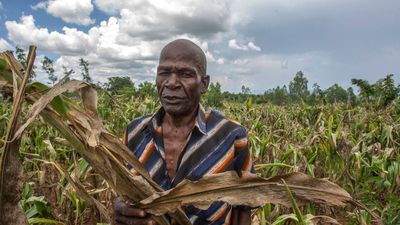 A man walking throught his maize field destroyed by dry spells in Southern Malawi.