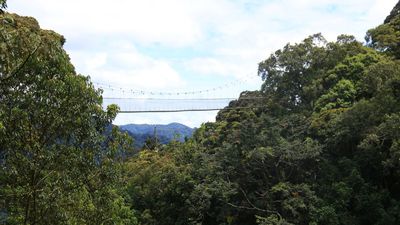 Photo taken on May 2, 2022 shows the canopy walkway in Nyungwe National Park in Rwanda. TO GO WITH "Feature: Women's community group protects wildlife in Rwanda's Nyungwe park."