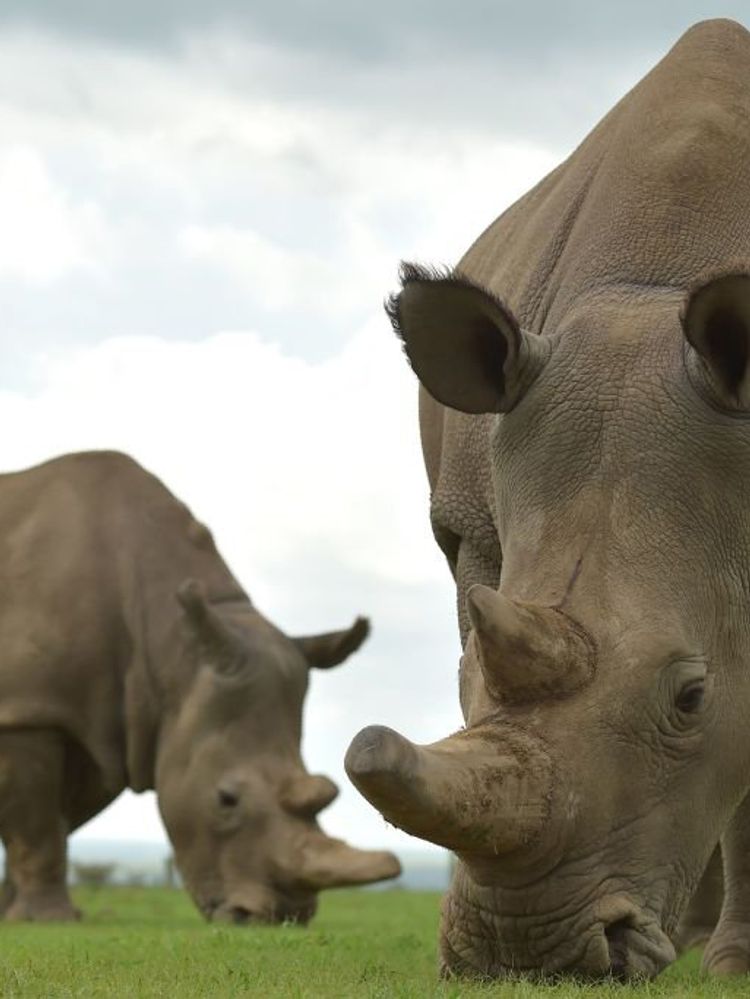 ​This week, a group of researchers announced that they may have discovered how to save the Northern white rhino from extinction. Pictured here are Najin and her daughter Fatu.